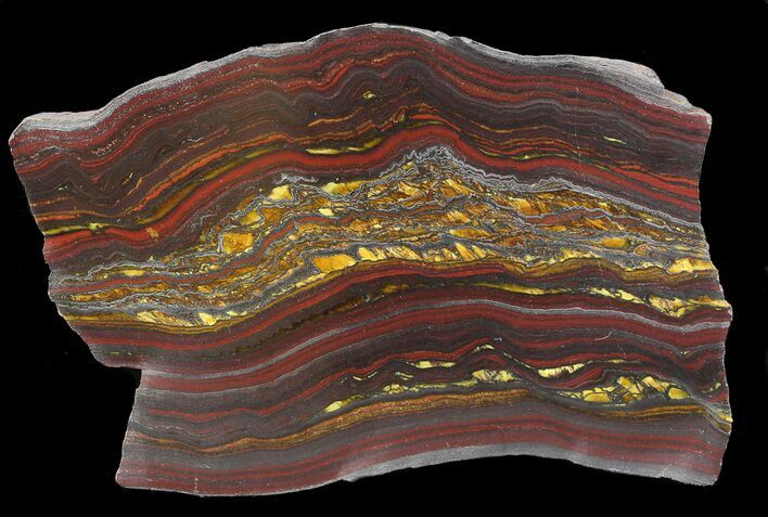 Polished Tiger Iron Stromatolite - ( Billion Years) #42588
